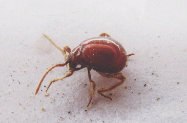 拟裸蛛甲