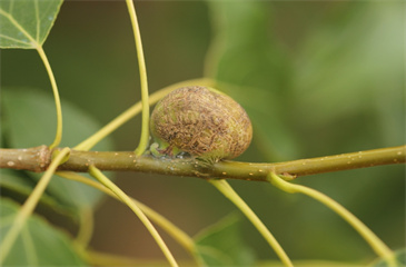 杨枝瘿绵蚜